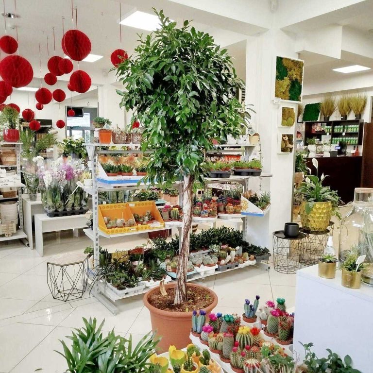 Fikus tępy (Ficus microcarpa 'Nitida') 230cm