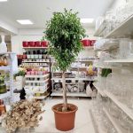 Fikus tępy (Ficus microcarpa 'Nitida') 230cm