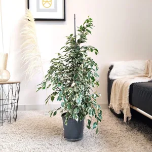 Fikus beniamiński (Ficus benjamina 'Twilight') 110cm