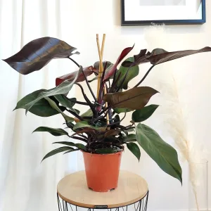 Filodendron czerwieniejący  (Philodendron erubescens 'Ruby') 70cm