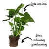 Monstera dziurawa (Monstera deliciosa) 65cm