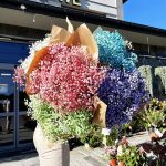 Gipsówka żywa gotowy bukiet zielony duży