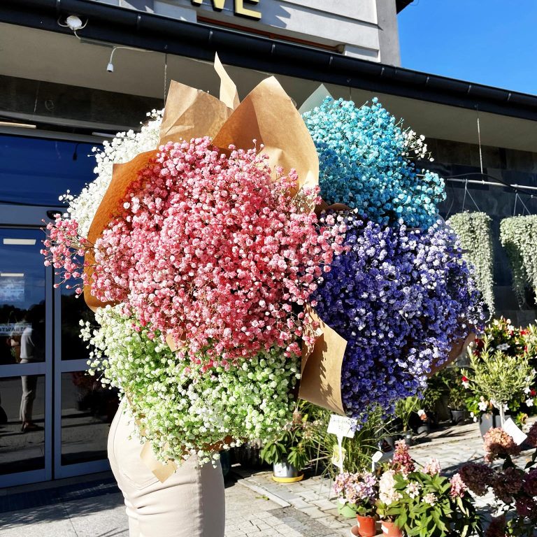 Gipsówka żywa gotowy bukiet zielony duży