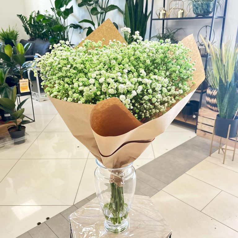 Gipsówka żywa gotowy bukiet zielony duży