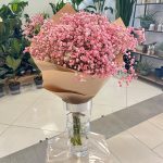 Gipsówka żywa gotowy bukiet różowy duży