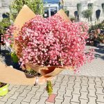 Gipsówka żywa gotowy bukiet różowy duży