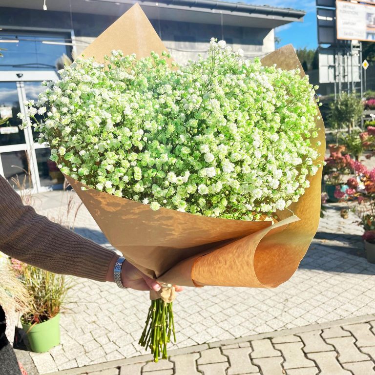 Gipsówka żywa gotowy bukiet zielony duży