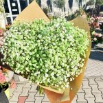 Gipsówka żywa gotowy bukiet zielony duży