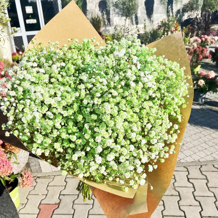 Gipsówka żywa gotowy bukiet zielony duży