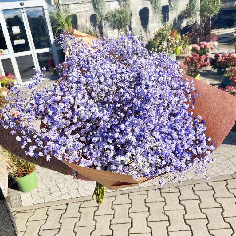 Gipsówka żywa gotowy bukiet fioletowy duży