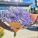 Gipsówka żywa gotowy bukiet fioletowy duży