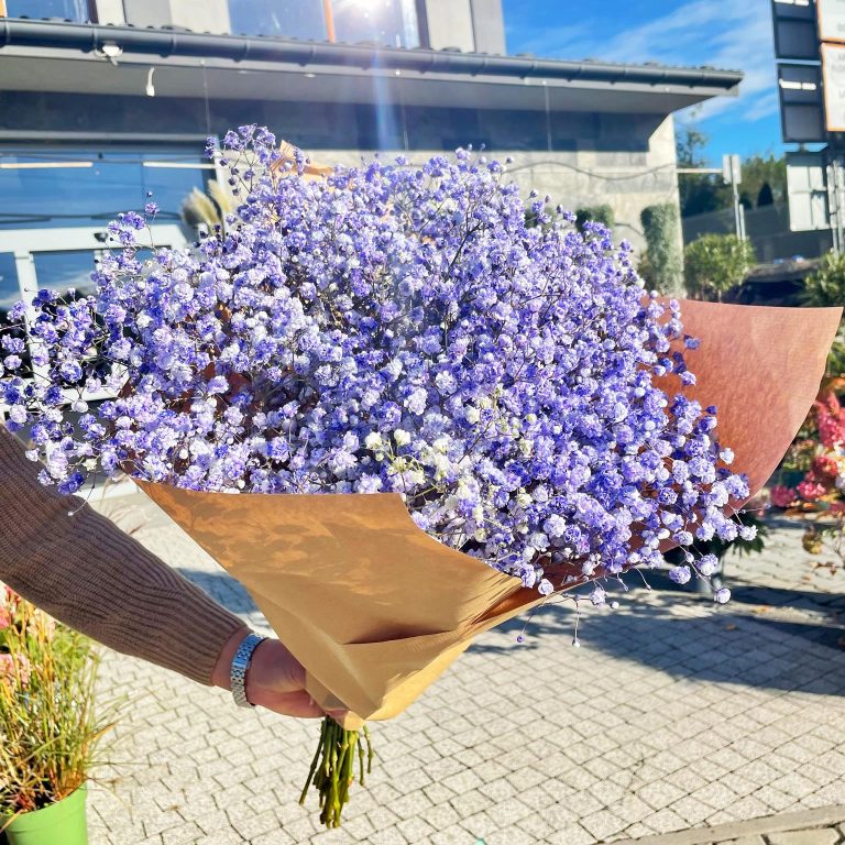 Gipsówka żywa gotowy bukiet fioletowy duży