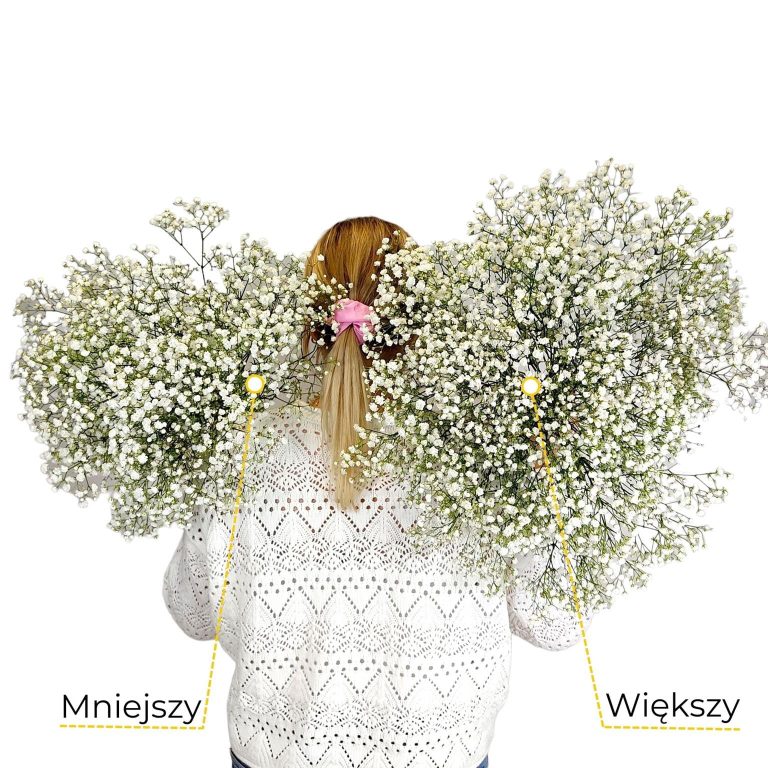 Gipsówka żywa biała gotowy bukiet średni