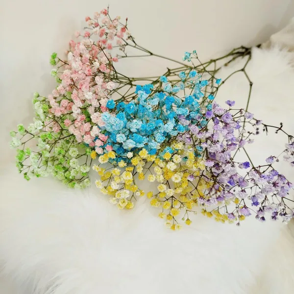 Gipsówka stabilizowana wiecznie żywa kolorowa mały bukiet