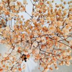 Gipsówka stabilizowana wiecznie żywa pomarańczowa mały bukiet