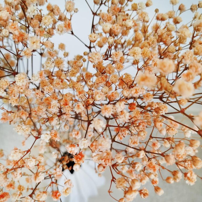 Gipsówka stabilizowana wiecznie żywa pomarańczowa mały bukiet