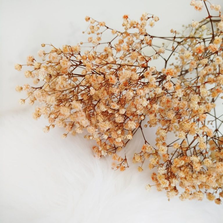 Gipsówka stabilizowana wiecznie żywa pomarańczowa mały bukiet