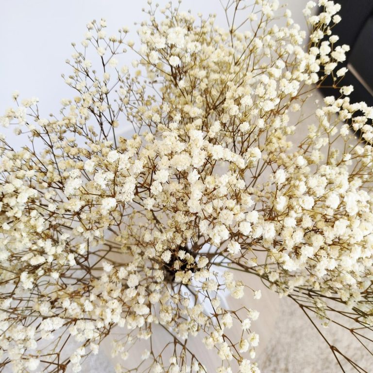 Gipsówka stabilizowana wiecznie żywa biała duży bukiet