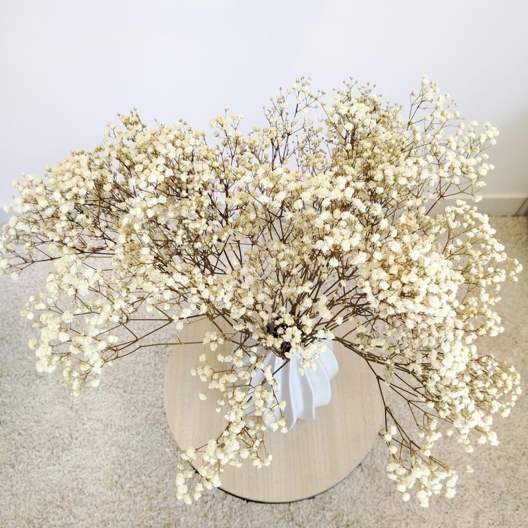 Gipsówka stabilizowana wiecznie żywa biała duży bukiet