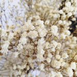 Gipsówka stabilizowana wiecznie żywa biała duży bukiet