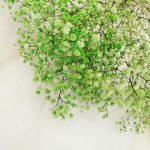 Gipsówka stabilizowana wiecznie żywa zielona mały bukiet