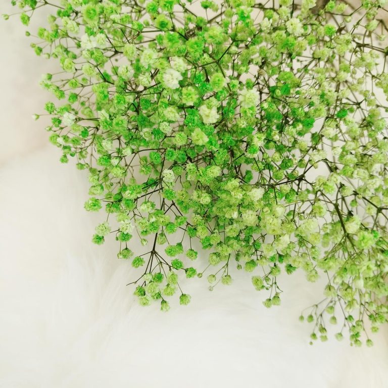 Gipsówka stabilizowana wiecznie żywa zielona mały bukiet