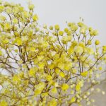 Gipsówka stabilizowana wiecznie żywa żółta mały bukiet