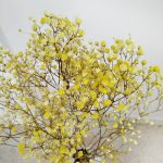 Gipsówka stabilizowana wiecznie żywa żółta mały bukiet