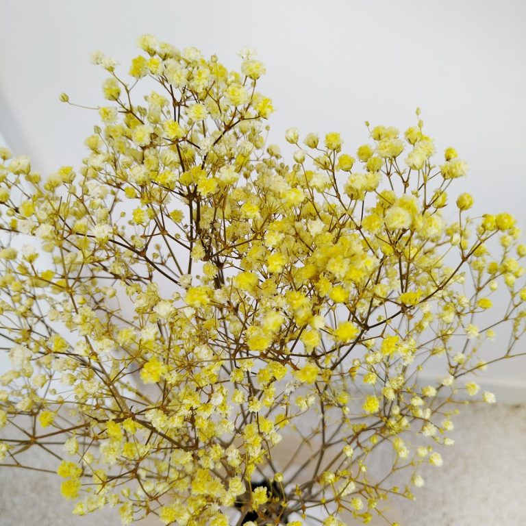 Gipsówka stabilizowana wiecznie żywa żółta mały bukiet