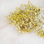 Gipsówka stabilizowana wiecznie żywa żółta mały bukiet