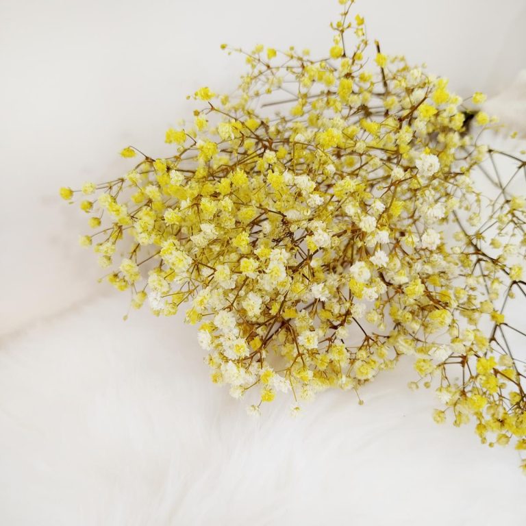 Gipsówka stabilizowana wiecznie żywa żółta mały bukiet