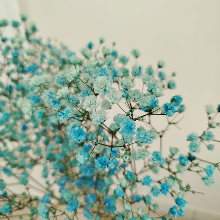 Gipsówka stabilizowana wiecznie żywa niebieska mały bukiet