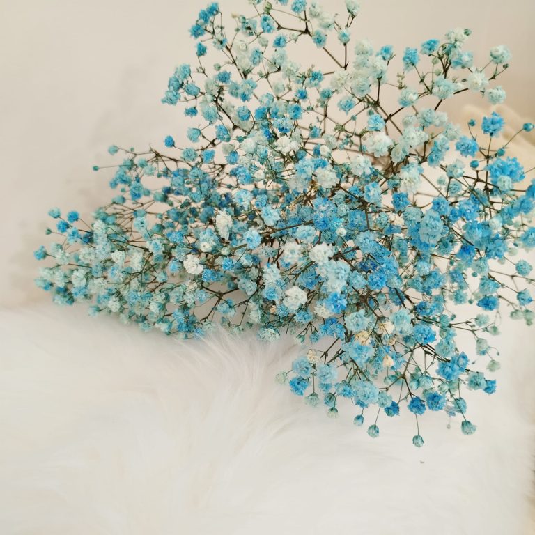 Gipsówka stabilizowana wiecznie żywa niebieska mały bukiet