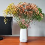 Gipsówka żywa gotowy bukiet kolorowy duży