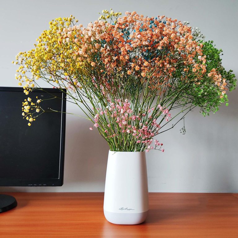 Gipsówka żywa gotowy bukiet kolorowy duży