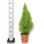 Cyprysik (Cupressus 'Goldcrest Wilma') drzewko świąteczne 80cm