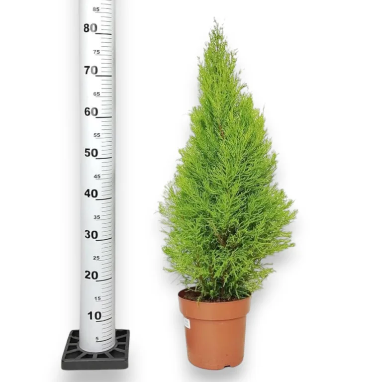 Cyprysik (Cupressus 'Goldcrest Wilma') drzewko świąteczne 80cm