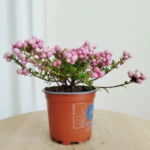 Golteria rozesłana (Gaultheria 'Rose Berry' ) 15cm