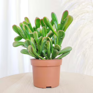 Grubosz jajowaty (Crassula ovata 'Red Horn Tree') 20-25cm