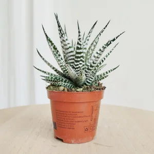 Haworsja pasiasta (Haworthia fasciala 'Alba') 15cm