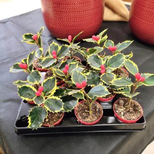 Ostrokrzew kolczasty świąteczna roślina (Ilex aquifolium 'Golden King') 13cm