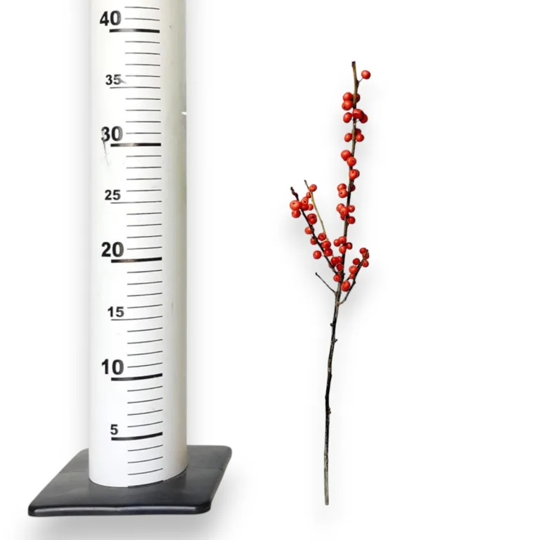 Ostrokrzew czerwony - Ilex żywa gałązka (Ilex Ve Rode Bes) 35cm 1szt.