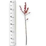 Ostrokrzew czerwony - Ilex żywa gałązka (Ilex Ve Rode Bes) 60cm 1szt.