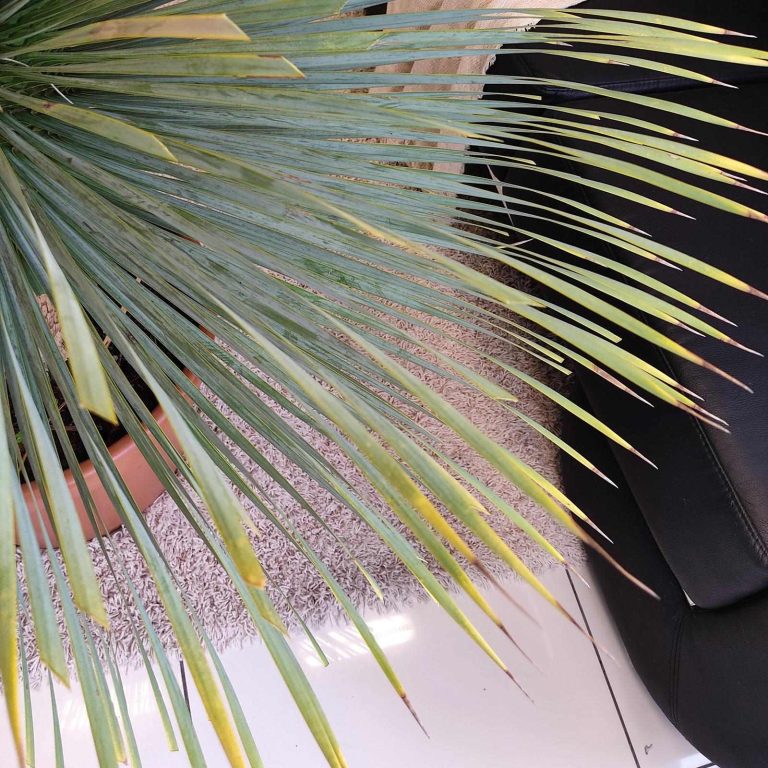 Juka rostrata (Yucca rostrata) 120cm