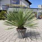 Juka rostrata (Yucca rostrata) 80cm