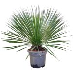 Juka rostrata (Yucca rostrata) 80cm