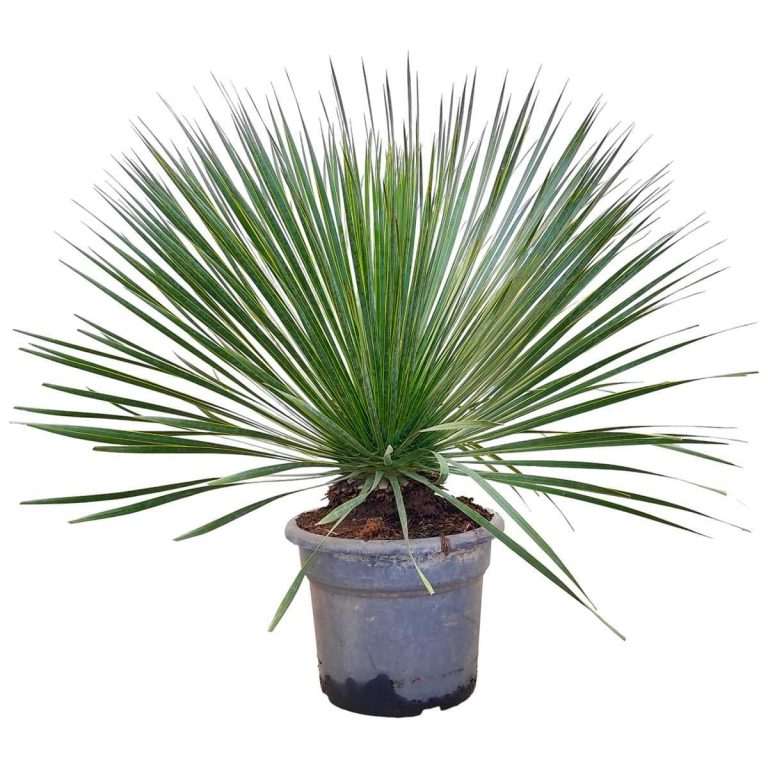 Juka rostrata (Yucca rostrata) 80cm