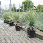 Juka rostrata (Yucca rostrata) 110cm