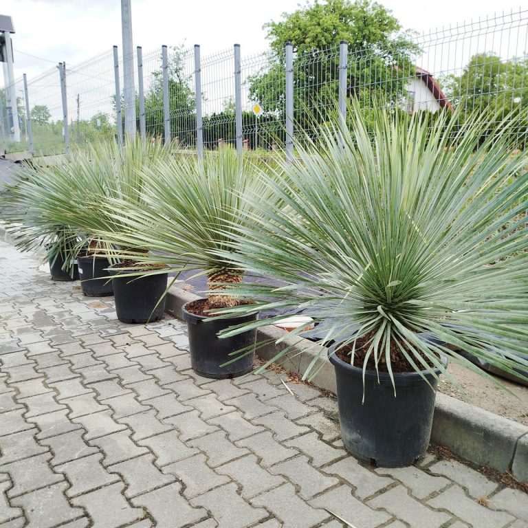 Juka rostrata (Yucca rostrata) 110cm