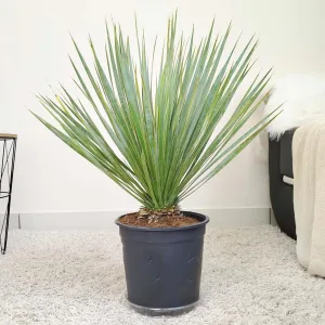 Juka rostrata (Yucca rostrata) 70cm